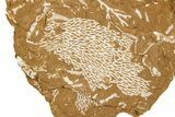 Ordovician Kukersite Oil Shale with Bryozoan Fossils - Russia #368949-1
